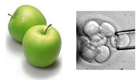 リンゴ果実培養細胞エキス PCTりんごエキス